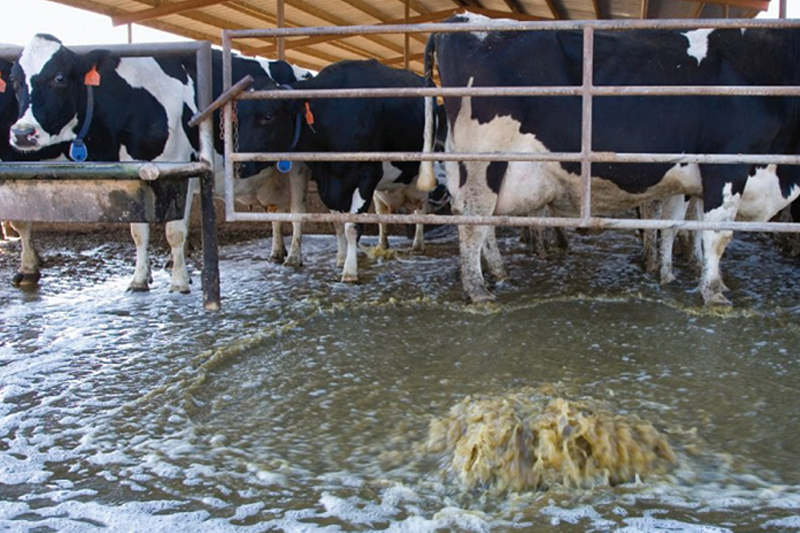 Livestock Wastewater Treatment